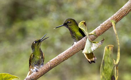 Kolibříci v rezervaci Acaime