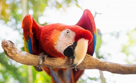 Pestrobarevný papoušek v Macaw Bird Reserve v Hondurasu