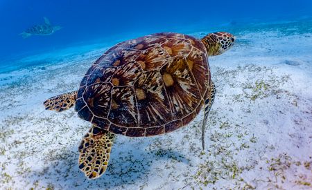Velká mořská želva brouzdající ve vodách u Balicasag Island