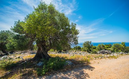 Olivový háj ostrova Pag čítá přes 80 000 olivovníků