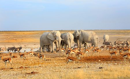 Stádo slonů v NP Etosha