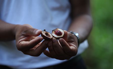 Jak se pěstuje například muškátový oříšek? Zjistíte na Spice tour…