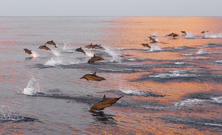 Pozorování delfínů při západu slunce
