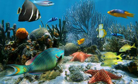 Pestrý svět pod hladinou – hvězdice, barevné tropické ryby, korálové útesy…