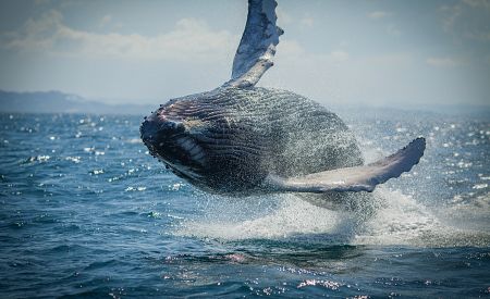 Fantastický zážitek z pozorování velryb na moři u poloostrova Samaná