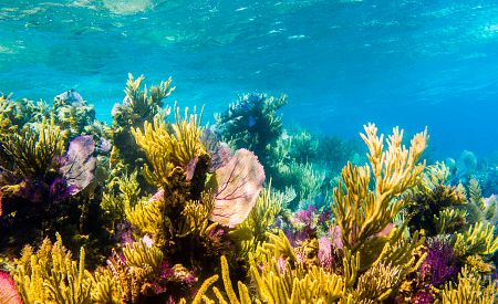 Tajuplný svět korálů Karibského moře 