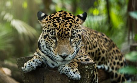 Odpočívající jaguár v tropické džungli – kostarická příroda zblízka…