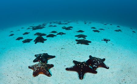 Mořské dno poseté hvězdicemi u pobřeží Kostariky