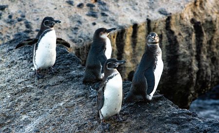 Pozorování tučňáků galapážských… Dopřejte si vzácný zážitek!