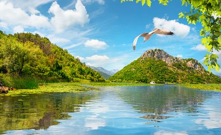 Skadarské jezero je domovem několika desítek druhů ptáků…