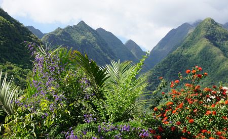 Ostrov Réunion je rájem pro botaniky