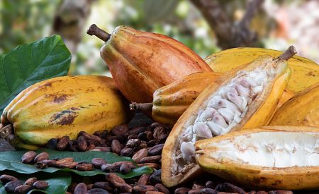Pěstování kakaa – součást tradičního života ostrovanů…