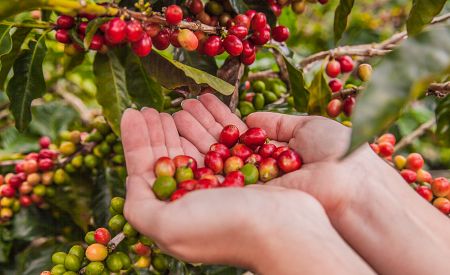 Odhalte tajemství pěstování kostarické kávy 