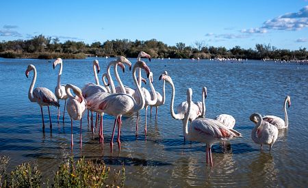 Pozorování plameňáků ve volné přírodě v parku Camargue