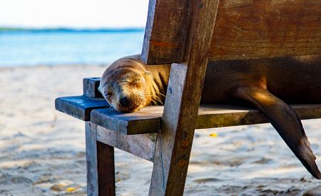 Lachtan odpočívající na lavičce na ostrově Isabela