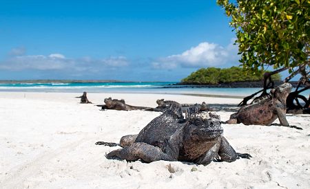 Bělostná pláž Tortuga Bay s mořskými leguány přípomíná ráj