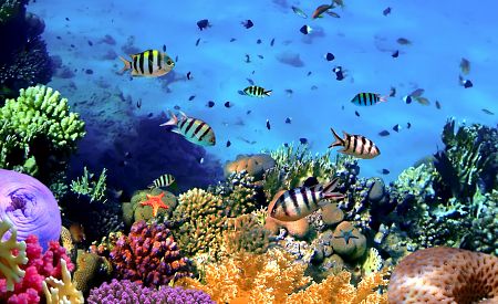 Dechberoucí korálové útesy nedaleko Krabi