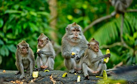 Nenechavé opice v přírodní rezervaci Opičího pralesa v okolí Ubudu