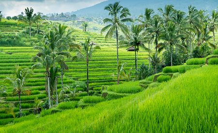 Všudypřítomné rýžové terasy a pole na Bali