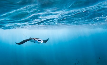 Plavání s mantami v Sanuru… Vyzkoušíte?