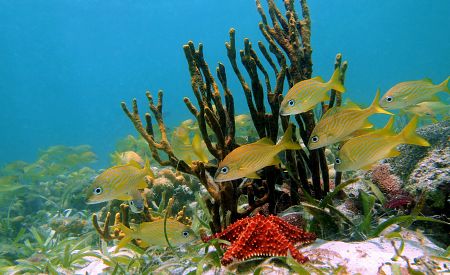Tropický podmořský svět ve vodách souostroví San Blas