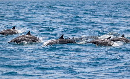 Pozorování volně žijících delfínů ve Středozemním moři