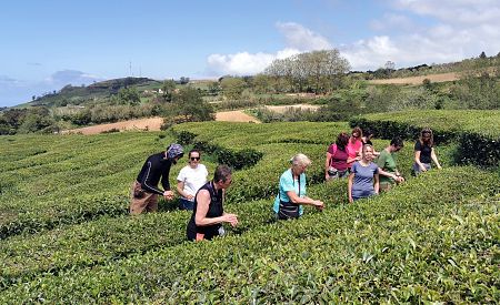 Ochutnávka zeleného čaje přímo na plantážích farmy Gorreana na São Miguel