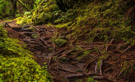 Lesní cestička v tajemné oblasti Mistérios Negros na Terceiře
