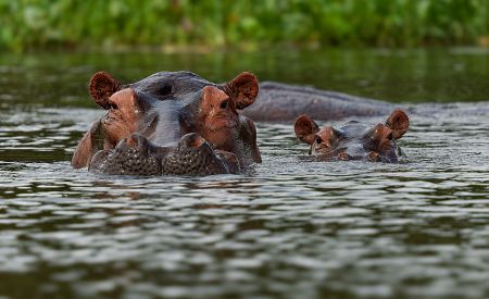 Řeka Wami v NP Saadani – domov afrických hrochů