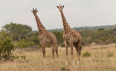 Setkání se žirafami na africkém safari v Tanzanii