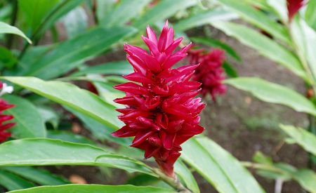 Kvetoucí helikónie v botanické zahradě Jardin de Balata