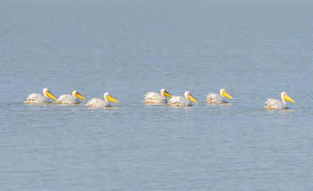 Hejno vzácných pelikánů v ptačí rezervaci ve vesnici Nata