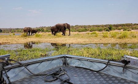 Pozorování stád slonů při plavbě po řece Chobe v jejich přirozeném prostředí