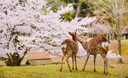 Pár japonských jelenů v parku Nara-koén v klidném městě Nara