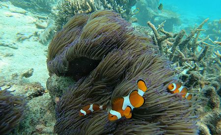 Zažijte šnorchlování v průzračných vodách u Mantanani!