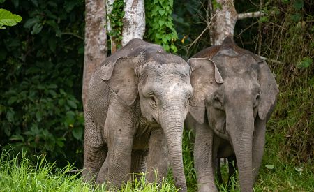 Vzácní sloni pralesní v oblasti řeky Kinabatangan