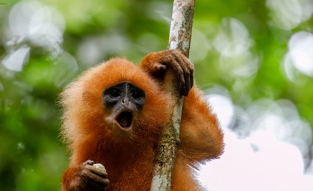 Gibon – typický obyvatel deštného pralesa v Danum Valley