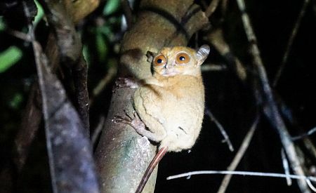 Noční fauna při plavbě po řece Kinabatangan