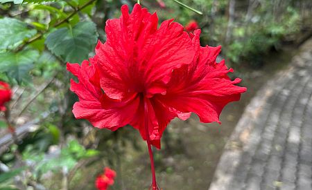 Rozmanitá flóra Bornea v botanické zahradě parku Mount Kinabalu