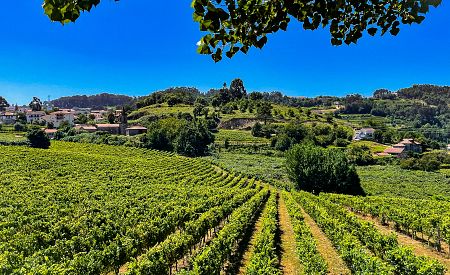 Unikátní mladé víno Vinho Verde pěstované jen v Portugalsku…