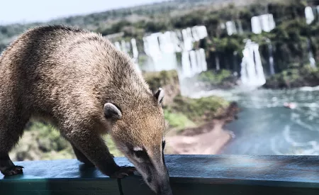 Setkání s nosálem u vodopádů Iguaçu