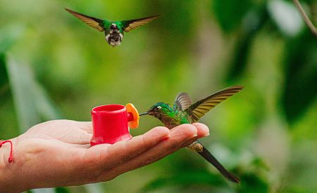 Krmení kolibříků přímo z dlaně v ekvádorské chráněné oblasti Mindo