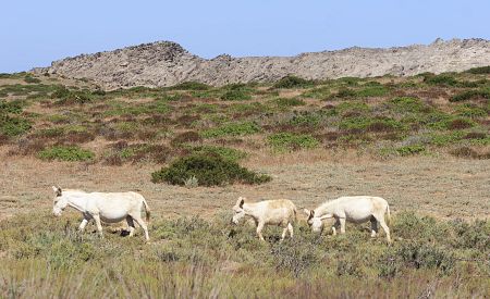 Vzácní bílí oslíci na ostrově Isola Asinara