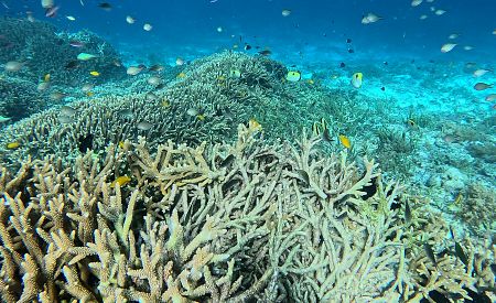 Živá korálová zahrada plná tropických ryb