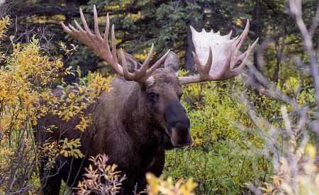 Los aljašský s mohutným parožím v národním parku Denali
