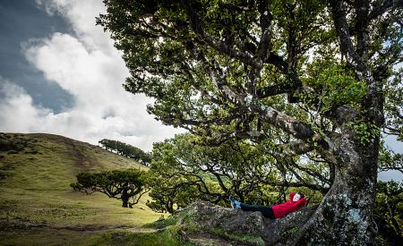 Mohutné starobylé vavříny v lese Fanal