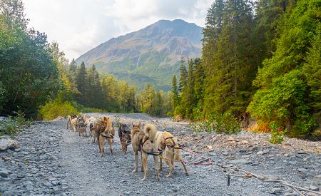 Letní jízda se psím spřežením v mekce tohoto sportu – na Aljašce…