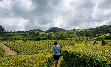 Sytě zelené čajovníky na jediné a nejstarší evropské plantáži Chá Gorreana na azorském ostrově São Miguel