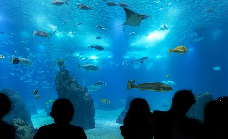 Tajemný mořský svět v portugalském Oceanário de Lisboa v Lisabonu – jedno z největších oceanárií Evropy