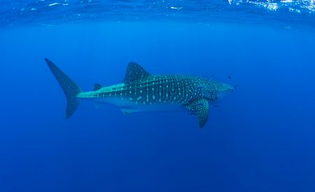 Přírodní rezervace Ambrósio se vzácným žralokem velrybím na azorském ostrově Santa Maria